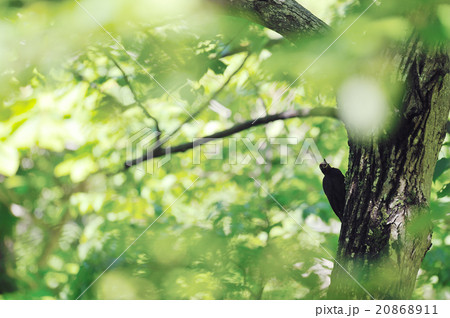クマゲラ 20868911