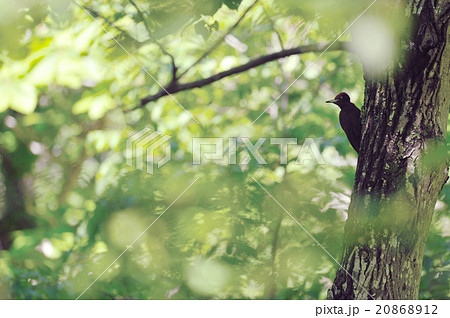クマゲラ 20868912