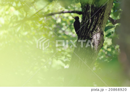 クマゲラ 20868920