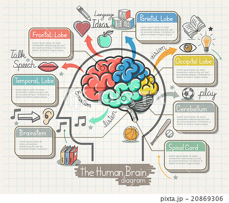 The Human Brain Diagram Doodles Icons Set. 20869306