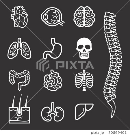 Human internal organs detailed icons set. 20869401