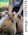 うさぎ島のうさぎたち 20870178