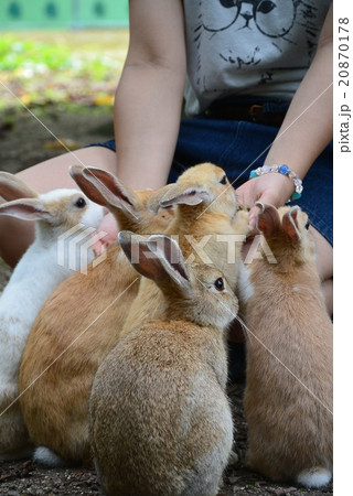 うさぎ島のうさぎたち 20870178