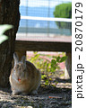 うさぎ島のうさぎたち 20870179