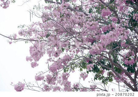 Pantip pink flowers 20870202