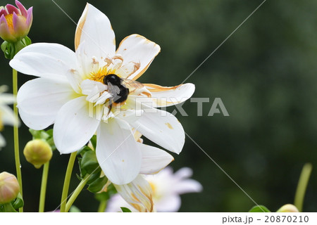 世羅高原の秋 20870210