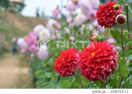 世羅高原の秋 20870211