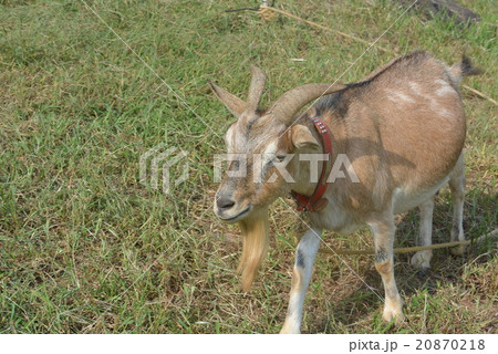 展海峰のやぎ 20870218