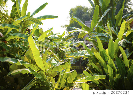 The banana trees leaves The banana trees leaves 20870234