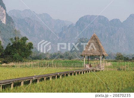Rice fields farm with hut at Laos Rice fields farm with hut at Laos 20870235