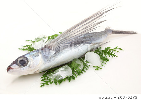 飛魚 飛魚 20870279