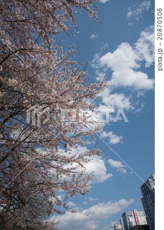 札幌市大通公園の桜 20870506