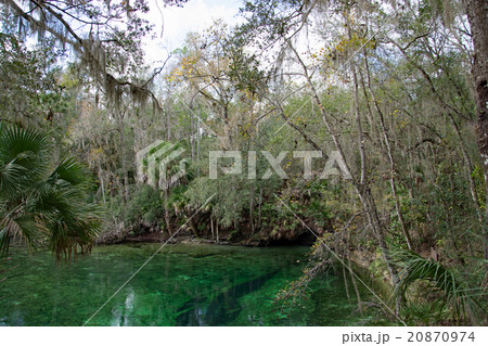 West Indian Manatee, Blue Spring, Florida, USA West Indian Manatee, Blue Spring, Florida, USA 20870974