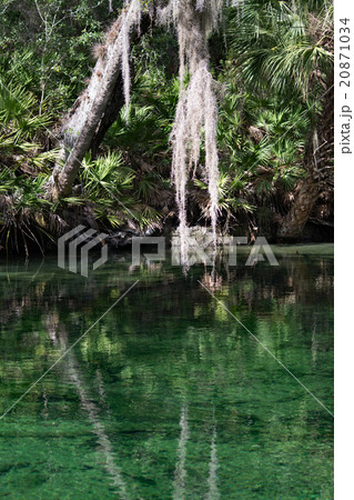 West Indian Manatee, Blue Spring, Florida, USA West Indian Manatee, Blue Spring, Florida, USA 20871034