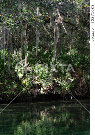 West Indian Manatee, Blue Spring, Florida, USA 20871035