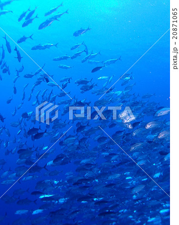 パラオの海に群れる銀色でピカピカなギンガメアジ パラオの海に群れる銀色でピカピカなギンガメアジ 20871065