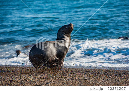 sea lion on the beach in Patagonia sea lion on the beach in Patagonia 20871207