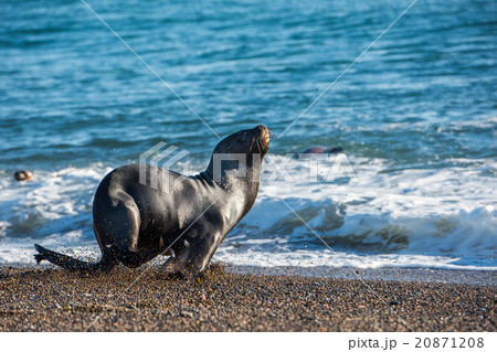 sea lion on the beach in Patagonia sea lion on the beach in Patagonia 20871208