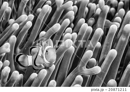Clown fish portrait inside anemone in b&w Clown fish portrait inside anemone in b&w 20871211