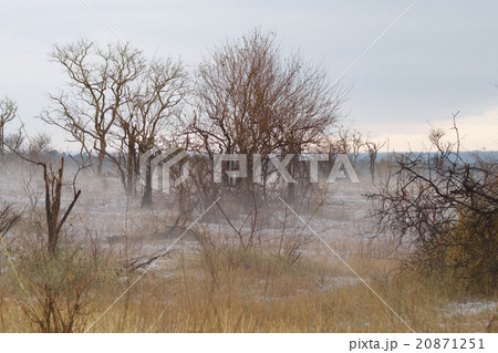 Fog at Kruger park 20871251