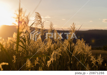 Grass in backlight 20871266