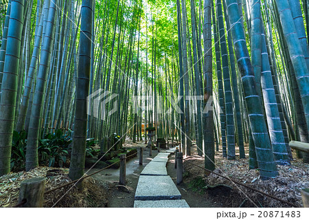 鎌倉　報国寺　竹林 20871483
