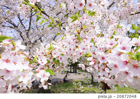 桜（超広角 ソメイヨシノ） 20872048