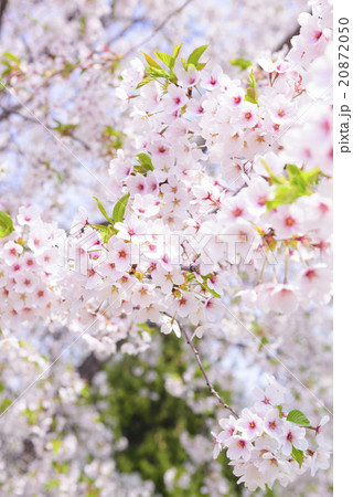 桜(ふんわり ソメイヨシノ) 桜(ふんわり ソメイヨシノ) 20872050