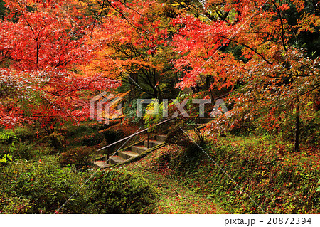 秋の遠州大洞院 20872394