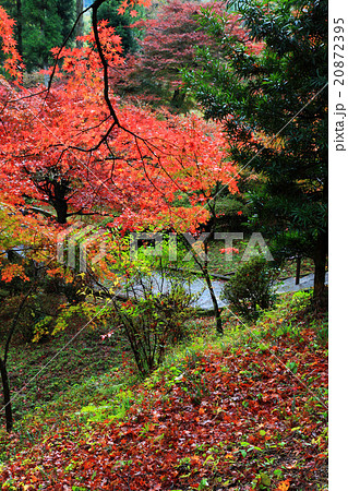 秋の遠州大洞院 20872395