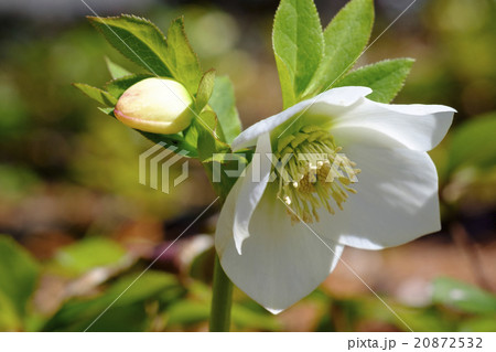 クリスマスローズ　 20872532