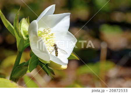 クリスマスローズ　 20872533