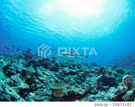 メジロザメ 20873181