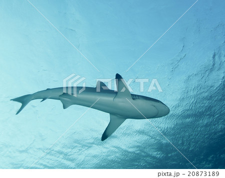 メジロザメ 20873189
