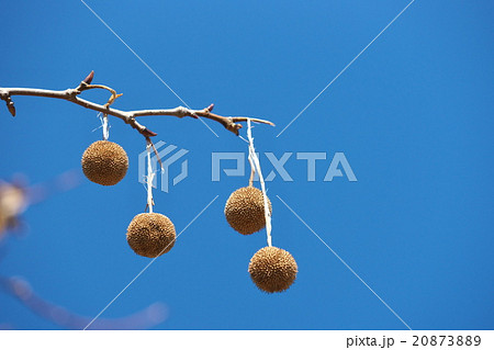 プラタナスの実 20873889