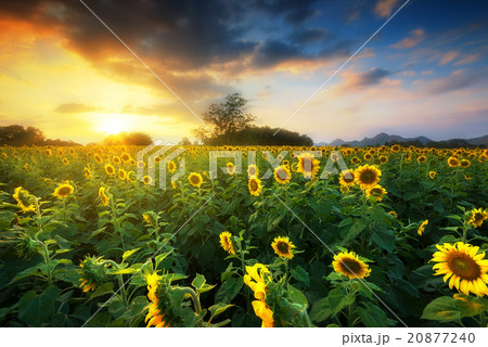 Sunflowers field wish sunshine at sunset Sunflowers field wish sunshine at sunset 20877240