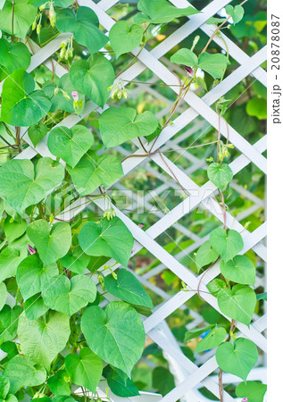 kiwi leaves 20878087