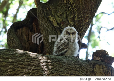 フクロウ 20878278