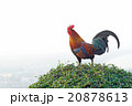 rooster stand on the bush plant 20878613