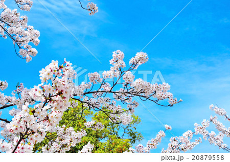 桜 桜 20879558