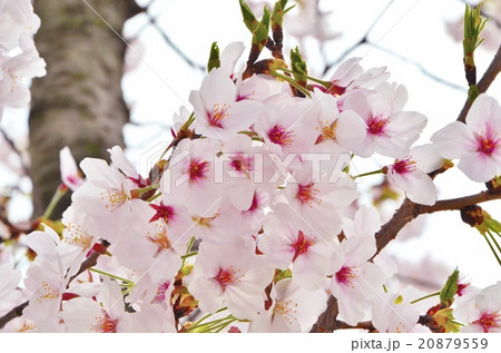 桜 桜 20879559