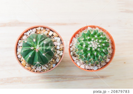 Cactus in pot on woody background. 20879783