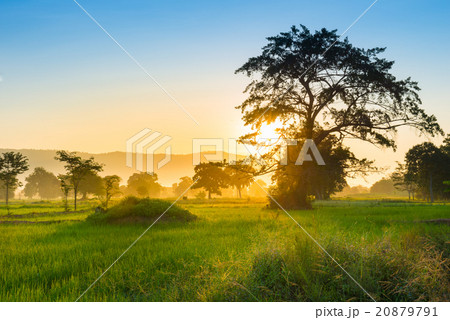 East Asia rice field in morning 20879791