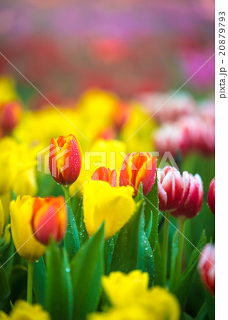 Colorful Tulip garden in morning 20879793