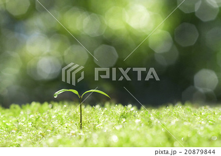 エコロジー エコロジー 20879844