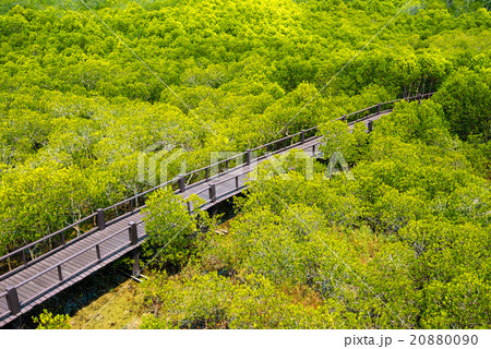 Green forest with path 20880090