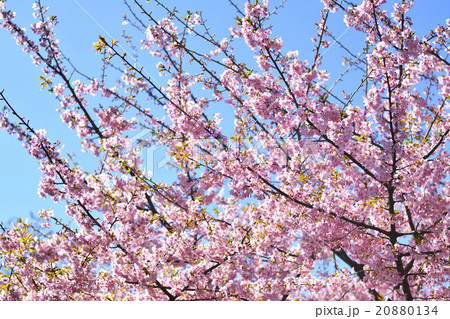 さくら 20880134