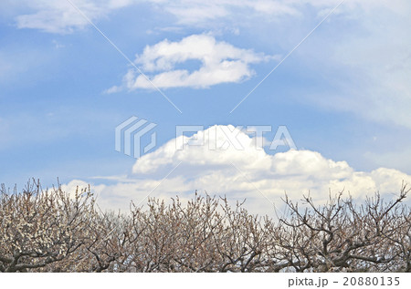 梅の木と空 20880135