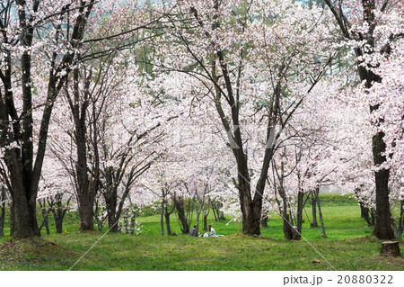 サクラが満開の公園 サクラが満開の公園 20880322