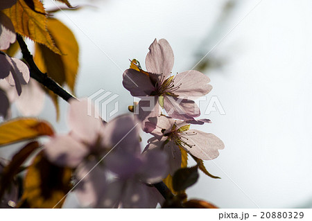 満開のサクラの花 満開のサクラの花 20880329